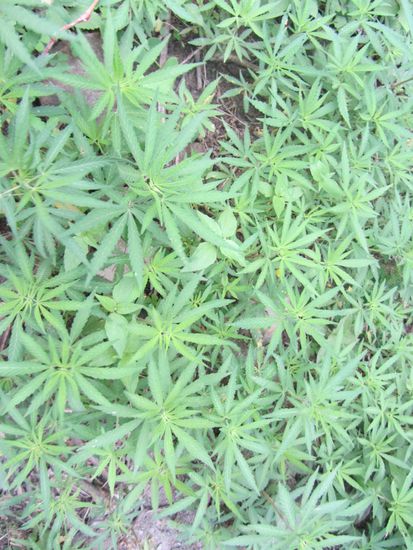 Platz 3: Was wächste denn da im Vorgarten?