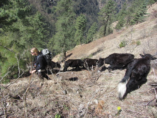 Sylvie verscheucht die Yaks, wir nennen sie liebevoll "Pullover-Kühe", von unserem Weg