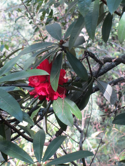 wir hatten Glueck: überall stand der Rhododendron in voller Blüte