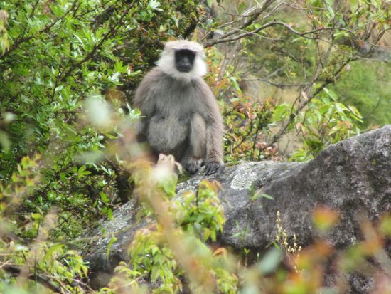 Da guckt der Langur nicht schlecht