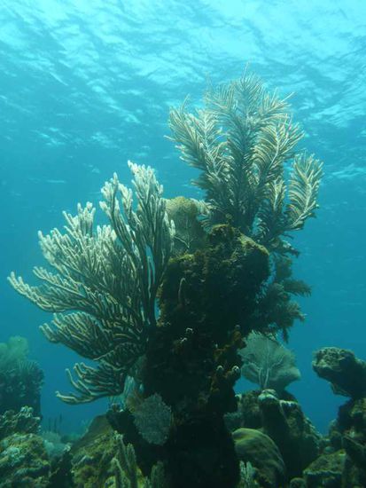 Die Korallen-, Schwamm- und Pflanzenvielfalt - überwältigend