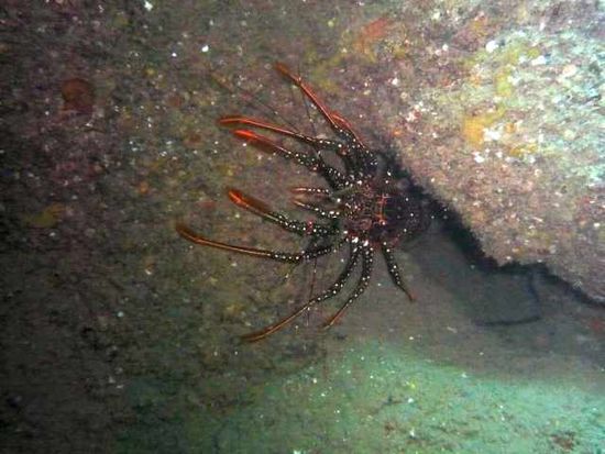 So sieht Lobster lebendig aus...