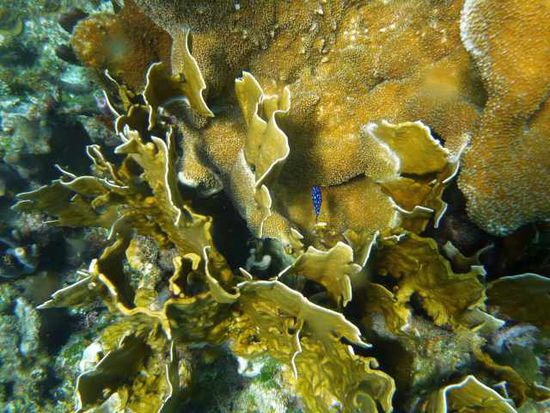 Warum ist das das 1. Bild? Weil Manu völlig vernarrt ist in diesen kleinen blauen (leuchtet unter Wasser) Fisch. Ich hab 15 min mit dem Schnorchel über der Koralle gehangen und versucht ihn mit der Kamera einzufangen