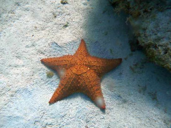 Seesterne gabs in Hülle und Fülle