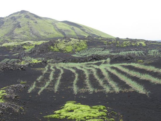 wie kultivierte Felder mitten im Ascheberg