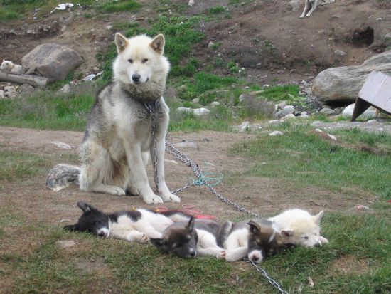 halbzahme Huskie-Familie