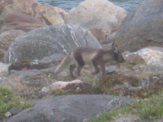 Fuchs auf unserem Zeltplatz. Wegen der Dämmerung und der schnellen Bewegungen des Fuchs leider nur unscharf.