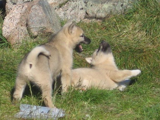 Husky-Babys in Kulusuk