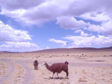eines von vielen Lamas