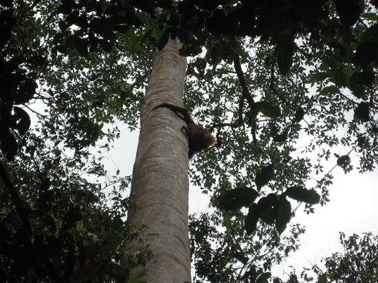 Orang Uthan-Mama mit Baby