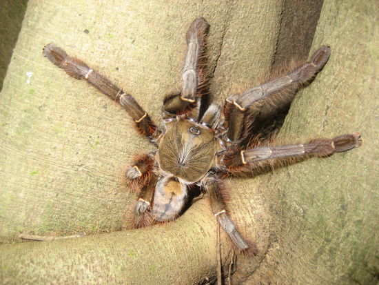 Riesenspinne (groesser als meine Hand)