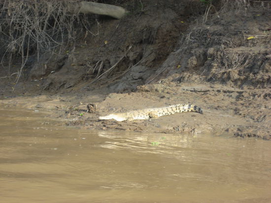 Nicht das allergroesste, aber immerhin
