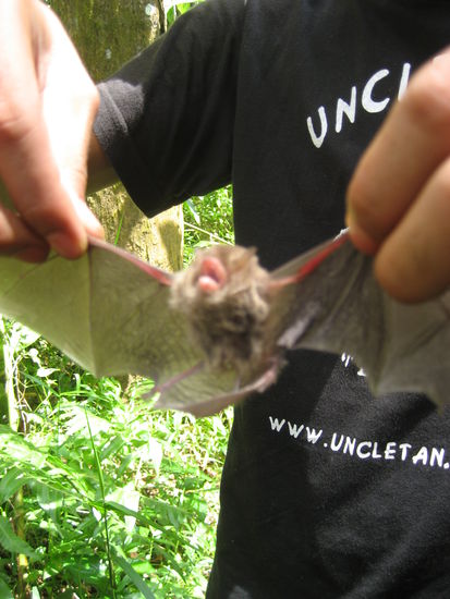 Fledermaus, gut das die Kamera das richtige Element scharf gestellt hat 