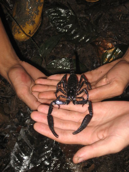 ein ueberaus stattlicher Skorpion