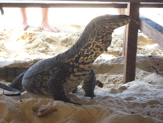 Dieses stattliche Exemplar eines Monitor-Lizards schaut angeblich jeden Tag zu Mittag vorbei um ein paar Futterspenden der Touristen zu bekommen, und es funktioniert!