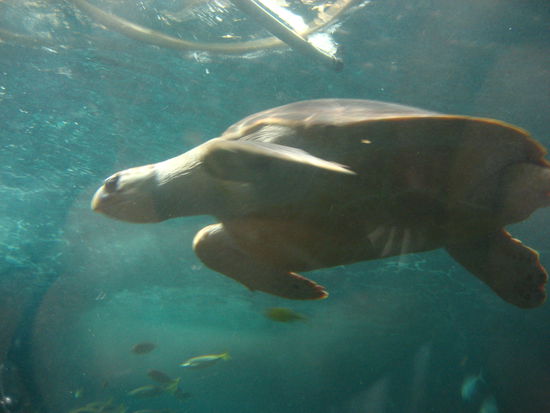 War schoener direkt im Wasser mit ihnen zu sein...