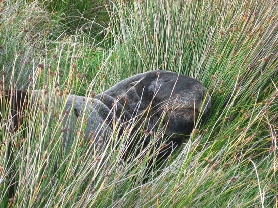da lauf ich einen Huegel hoch und was liegt dort...ist der/die nicht suess?