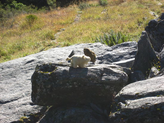 da hat ein Tourist einem Kea ein Stoffschweinchen vorgesetzt und dieser war ziemlich verwirrt und wusste nicht so recht was er damit anfangen soll...