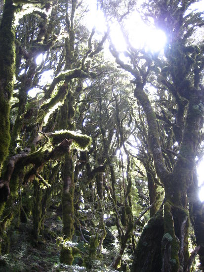 der Wald ist sehr schoen! Jeder Baum ist komplett in Moss gehuellt (eben wie in HdR)