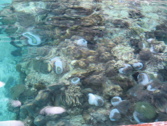 Die Sicht in dem Wasser sucht seinesgleichen, teilweise sicher bis zu 15m!