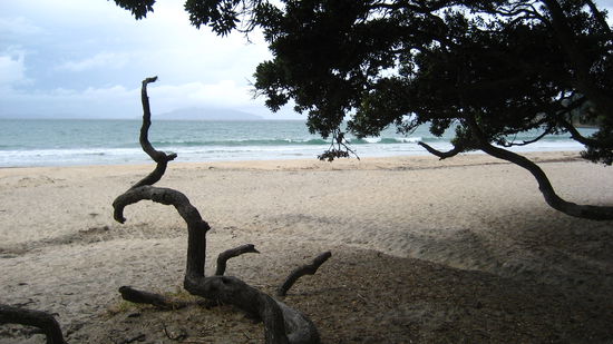 irgendwo auf der Coromandel Halbinsel