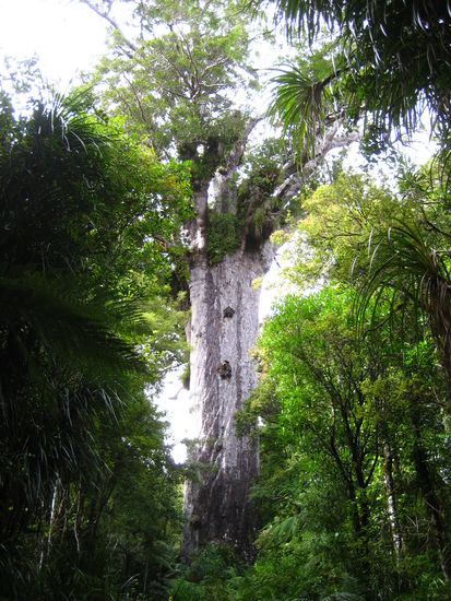 Monster-Baum! (hat auch einen Maorischen Namen, den ich leider vergessen habe...)