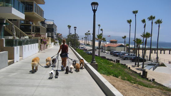 Manhattan beach mit Hundesitterin (deren 11)