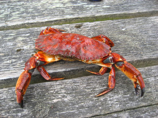 das ist eine der "Red Rocks", wirklich lecker!!!