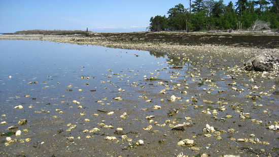 Austern, Austern und nochmal Austern...