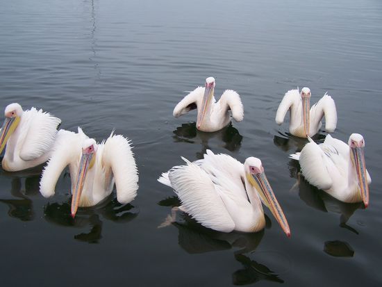 Namibian Air Force - just landed.