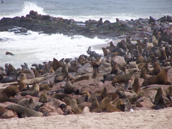 Wenn ihr Viecher nur nicht so stinken würdet, ihr wäret echt süß !