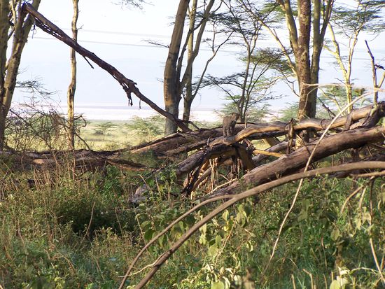 Gleich zum Auftakt, ein junger Leopard (Bildmitte auf dem Stamm)