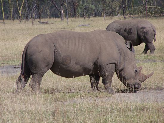 Black or white Rhino ? Ich weiß es nicht mehr...