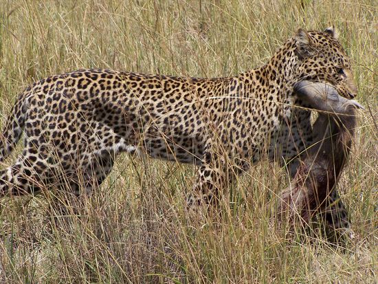 Der Höhepunkt des Tages !!! Leopard mit Beute aus nächster Nähe