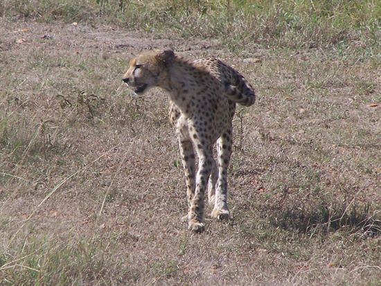 Das schnellste Tier der Welt...