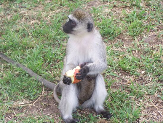 Einen Apfel hat das Kerlchen erbeutet !