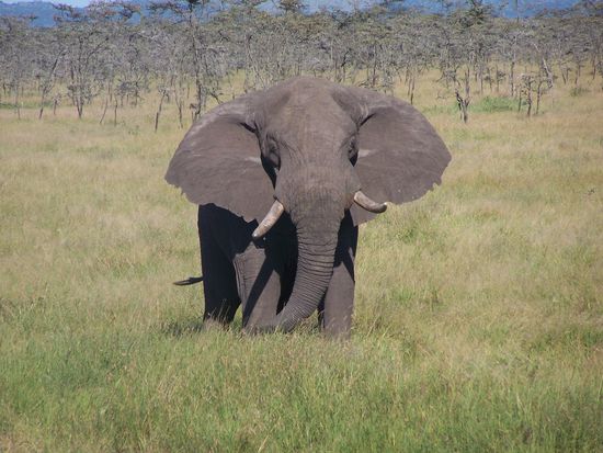 Ein Prachtexemplar !