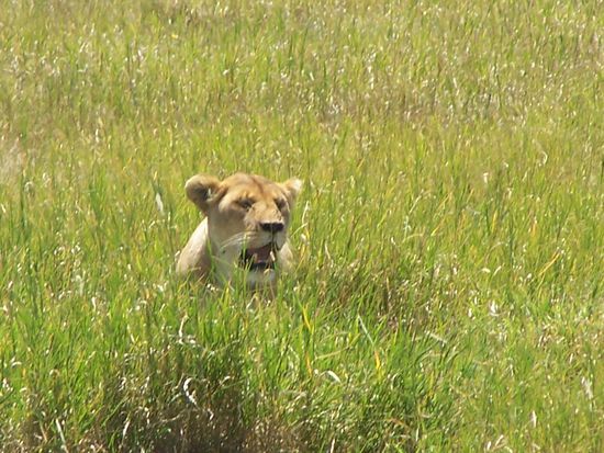 Einer von 14 an dieser Stelle...