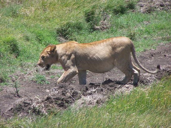 Eine trächtige Löwin
