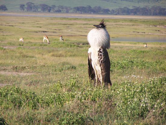 Kronenkranich vor Impalas