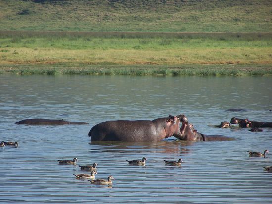 Hippos
