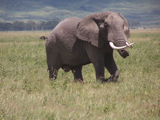 Dieser Elli war ein wenig aufgebracht und trompetete ordentlich herum.