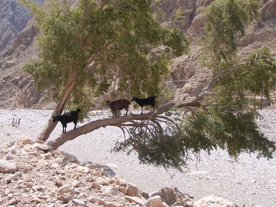 Die absoluten Kletter-Experten