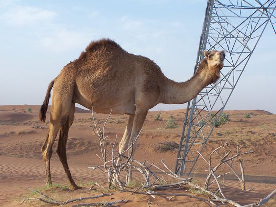Kamel vor Strommast in der Wüste der VAE. So sieht die Wirklichkeit (leider) aus.