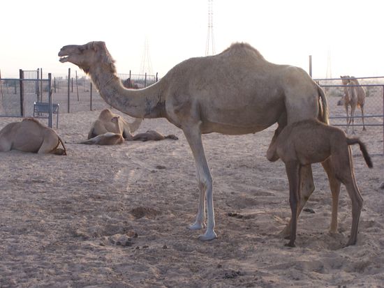 Sie sind süß und friedlich - zumindest die Weibchen...