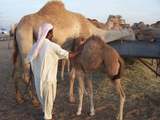 Mit Kamelen kannte er sich aus, nicht aber mit Digitalkameras...