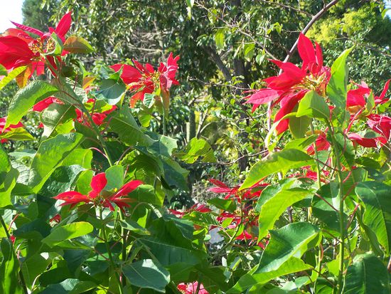 Das einzige Foto, das ich hier machte - war zu beschäftigt mit anderen Dingen...Es sind übrigens Weihnachtssterne...