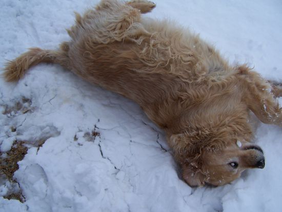 Da wälzt sich einer im frisch gefallenen Schnee..