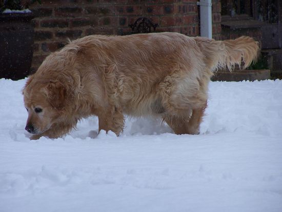 ...also, das war schon ein echt dicker Hund !