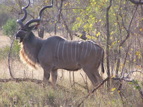 Oh, gleich ein Pracht-Kudu !!